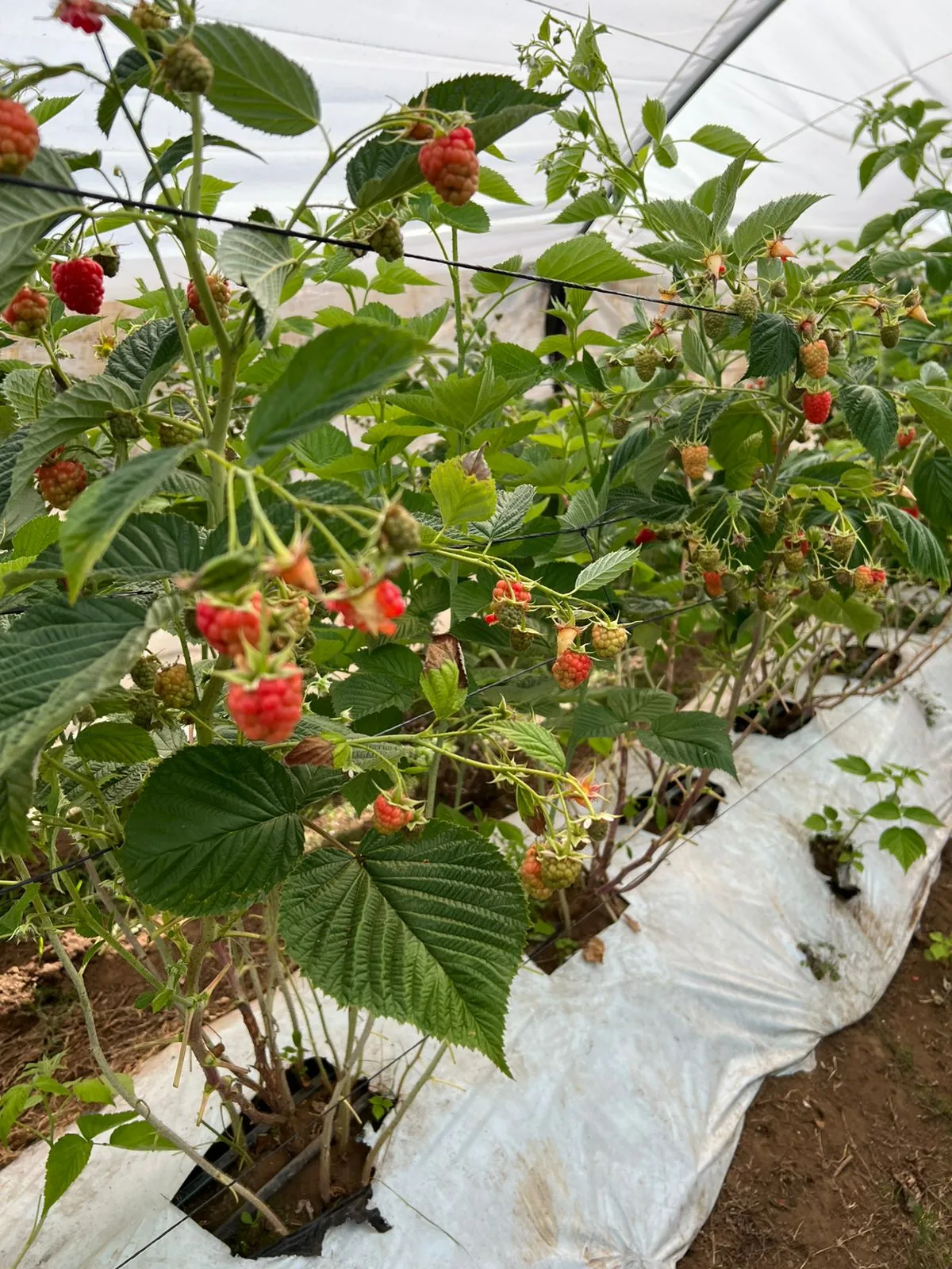 Plantas de frambuesa dentro de un macrotúnel